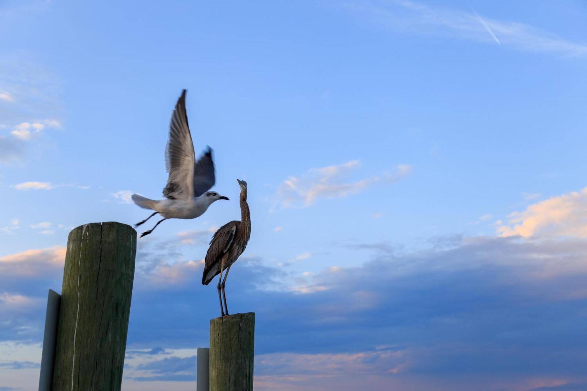 Forest Beach Villas Hilton Head Island Zimmer foto